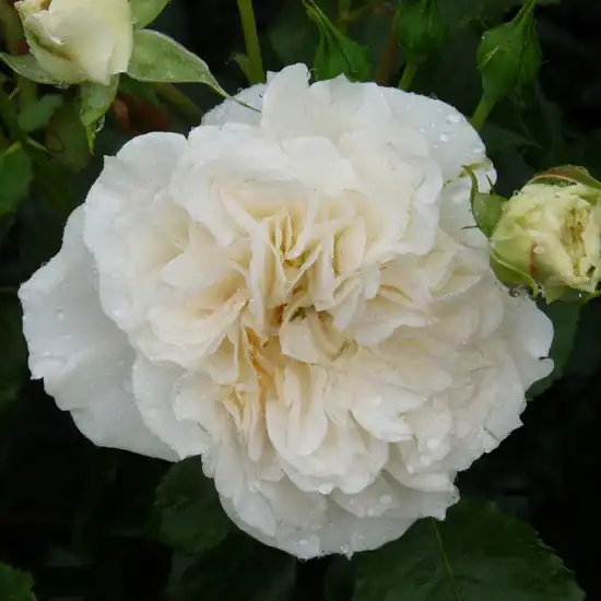 80-120 cm - Trandafiri - Petticoat® - 